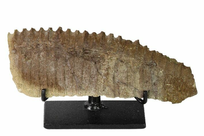 Fossil Hadrosaur (Edmontosaurus) Jaw Section with Stand - Montana #165892